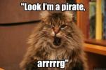 pirate_cat.jpg