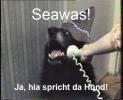 seawas_hund.jpg