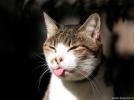 Funny-Cats-cats-9474240-1600-1200.jpg