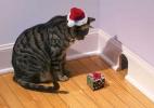 Christmas-Cat-teddybear64-27771002-500-354.jpg