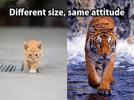 cats_and_tigers._different_size_but_same_attitude._740345087.jpg