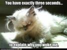 awake cat.jpg