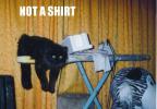 not_shirt_cat.jpg