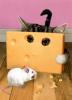 ABC08ABC-Cat-peering-through-cheese.jpg