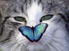 7934081-Squinting-cat-with-a-butterfly-on-her-nose-Stock-Photo-funny.jpg