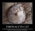 fibonaccis-cat.jpg