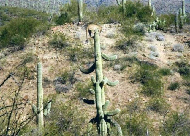 Auf dem Kaktus