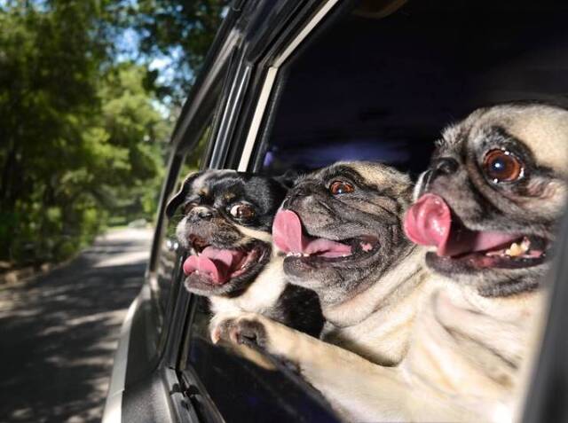 Autofahren mit Hunden