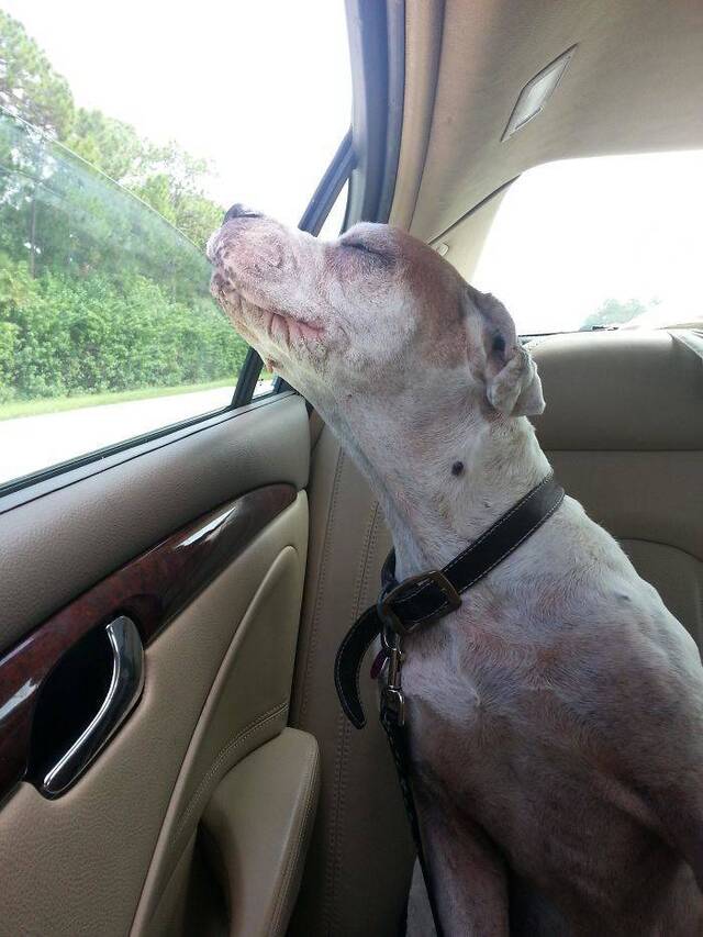 Autofahren mit Hunden