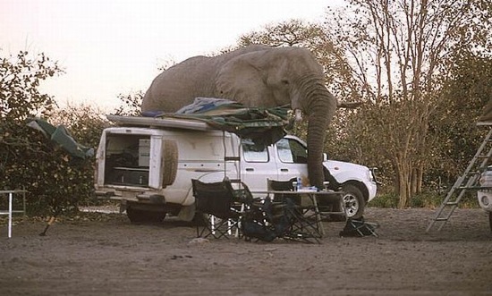 Elefant vs. Camper