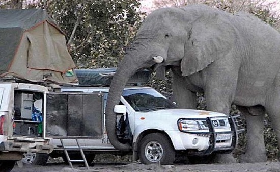 Elefant vs. Camper