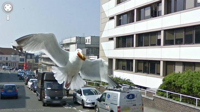Google Street View - Tierfotos
