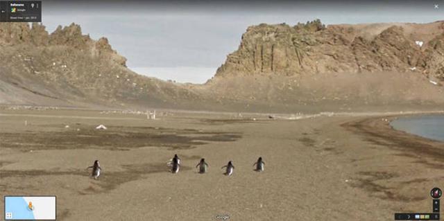 Google Street View - Tierfotos