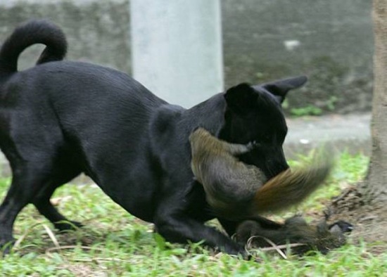 Hund vs. Eichhörnchen