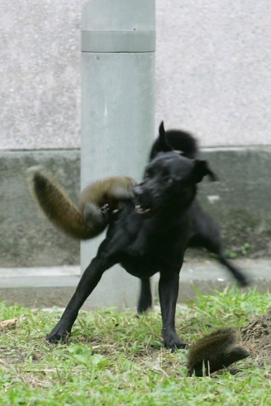 Hund vs. Eichhörnchen