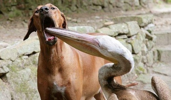 Hund vs. Pelikan