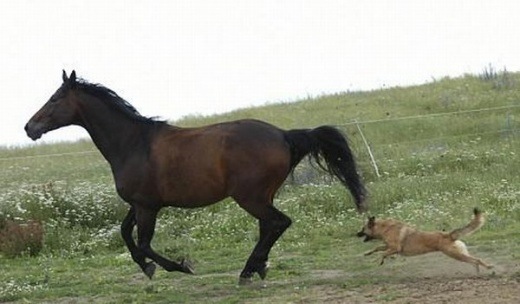 Hund vs. Pferd