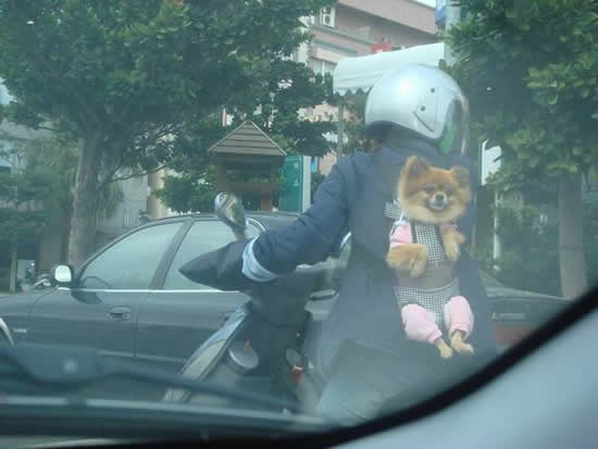 Hundetransport