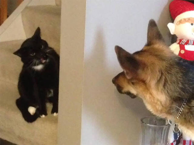 Katzen vs. Hunde