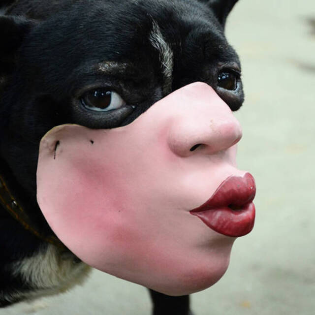 Masken für Hunde