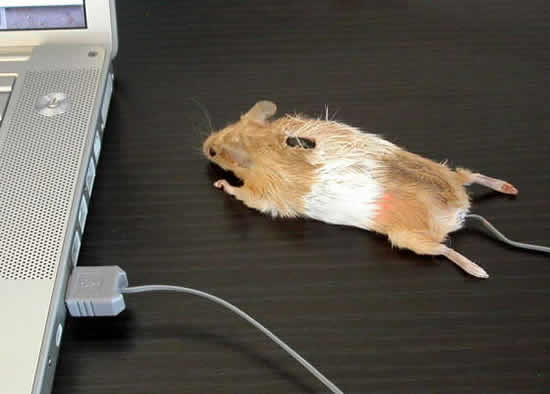 neue Computer - Maus