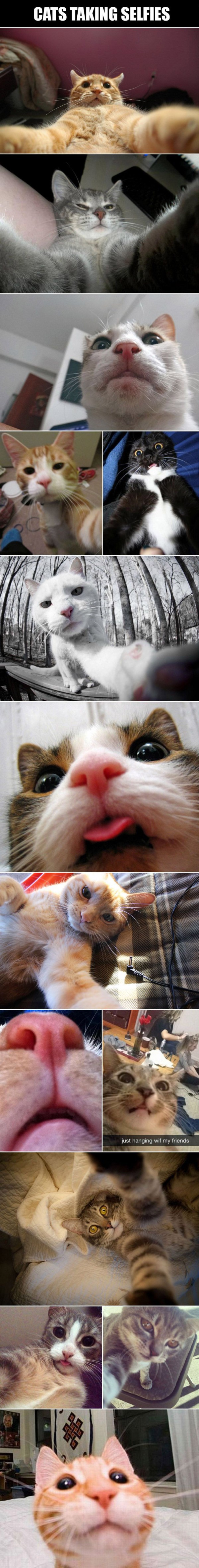 Cat-selfies