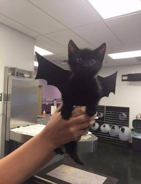 Bildschirmarbeiter - Picdump 18.03.2016