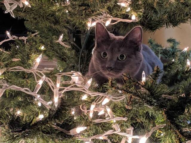 Bildschirmarbeiter - Picdump 20.12.2019