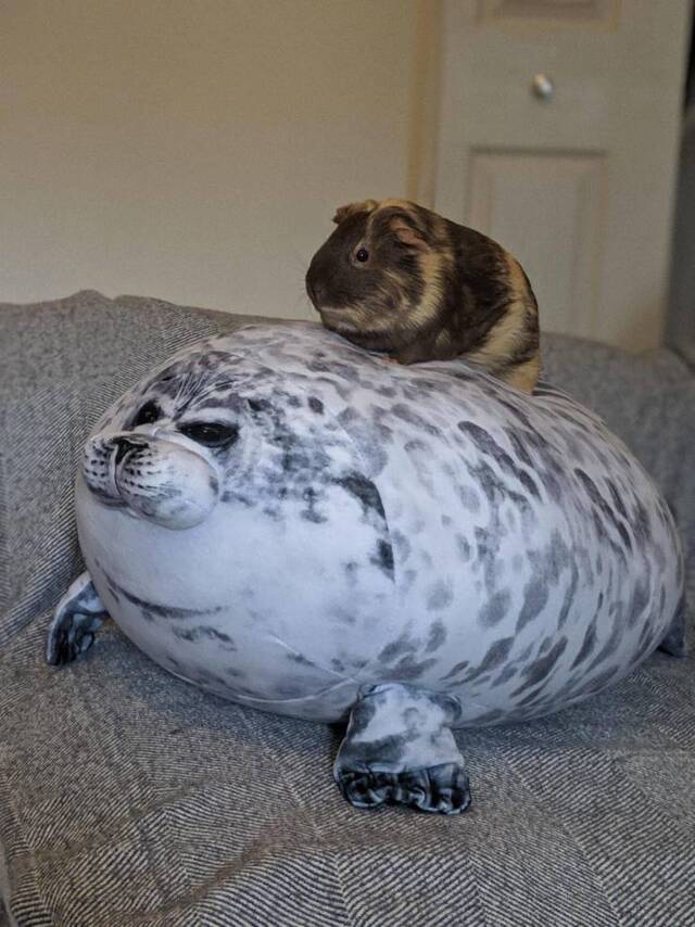 Bildschirmarbeiter - Picdump 20.12.2019