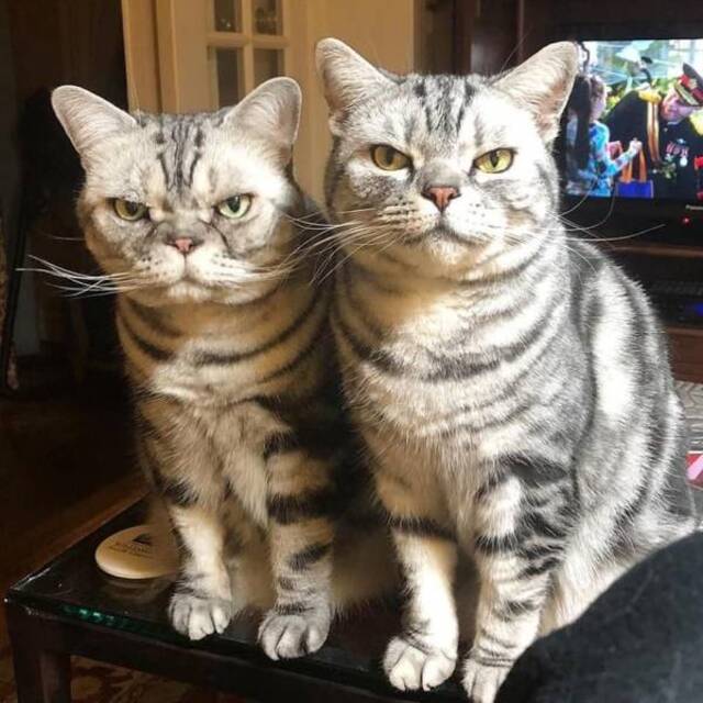 Bildschirmarbeiter - Picdump 20.12.2019