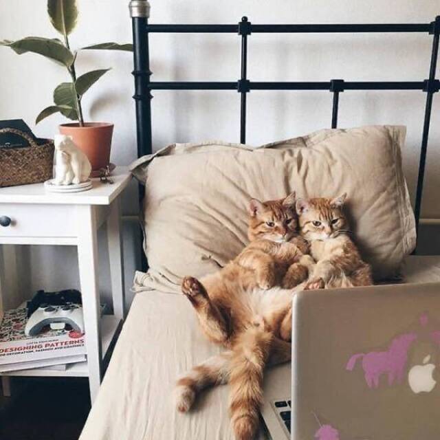 Bildschirmarbeiter - Picdump 20.12.2019