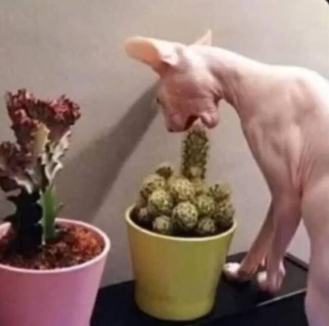 Bildschirmarbeiter - Picdump 20.12.2019