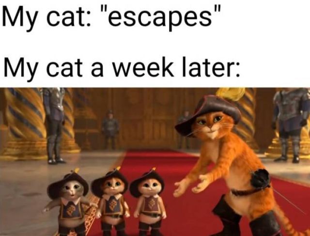 Bildschirmarbeiter - Picdump KW 42/2025