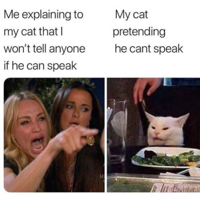 Stop Yelling At The Cat! - Memes