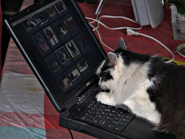 Tiere lieben auch die Computer