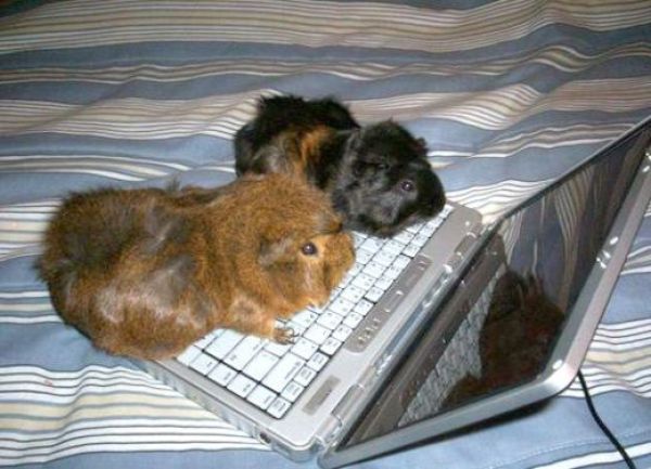 Tiere lieben auch die Computer
