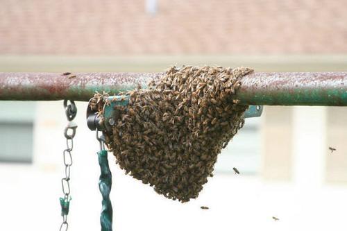Vernichtung der Killerbienen