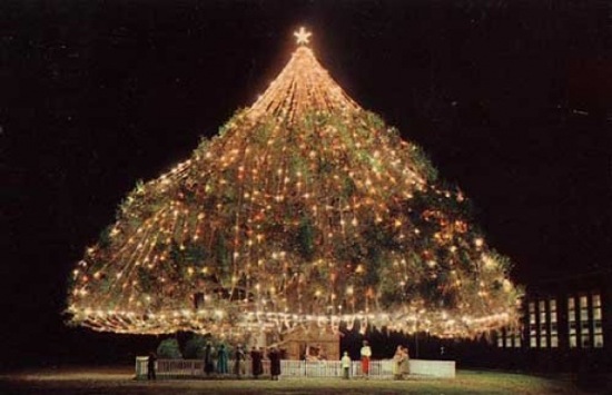 Weihnachtsbäume 2008