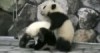 Babypanda - Wresling