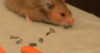 Wieviel kann ein Hamster hamstern?