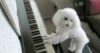Musical Dog