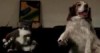 Wii - Sports: Katze vs. Hund