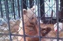 Kung-Fu Bär