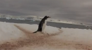 Pinguin Highway in der Antarktis