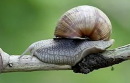 True Facts about The Land Snail