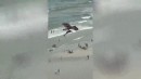 Adler fliegt mit Hai