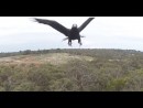 Adler vs. Drohne
