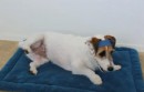 Aerobic with Jesse the Jack Russell Terrier