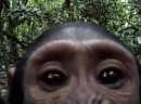 Affe entdeckt Kamera