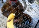 Affe findet Bananen ´geil´